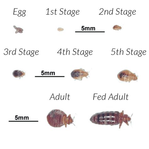 5 Signs Bed Bugs Leave Everywhere They Go Debedbug