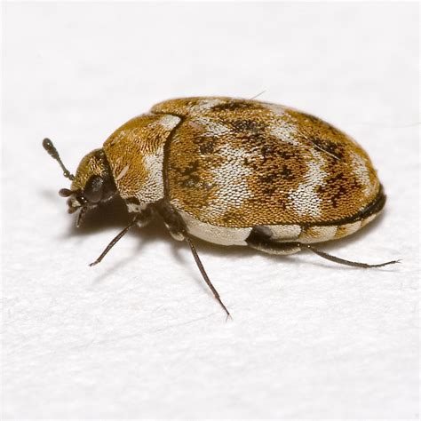 Zwar sind vor allem die larven aber auch häufig die käfer vermehrt im dunkeln anzutreffen. Wollkrautblütenkäfer - Wikipedia