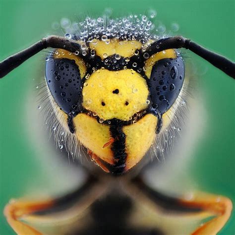 Warrior Wasp Macro Photography Insects Insects Beautiful Bugs