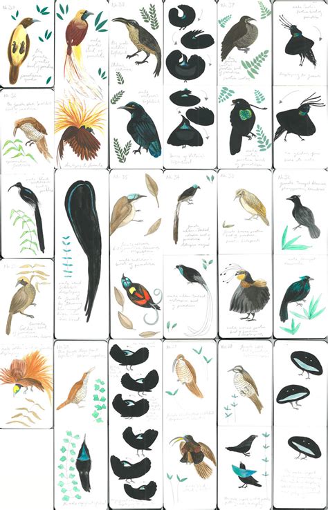 Birds Of Paradise Julia Florence Whiting Illustration