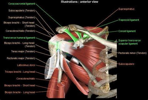 The human shoulder is made up of three bones: Shoulder: MRI, radiographical, and illustrated anatomical ...