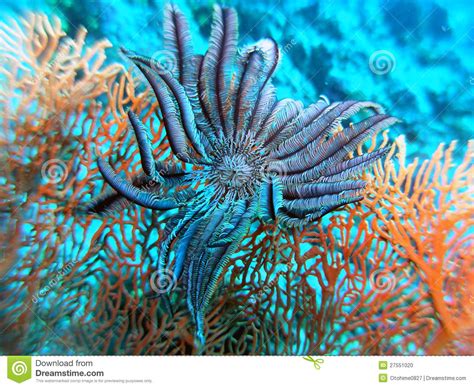 Sea Fan And A Feather Star Stock Photo Image Of Blue