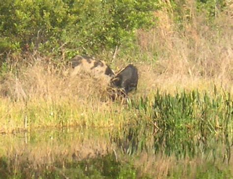 Wild Pigs Foraging Across The Waterway Zindrnkr Flickr