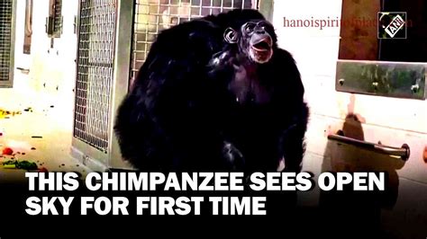 Baby Chimpanzee Sees Sky: A Captivating Journey of Discovery