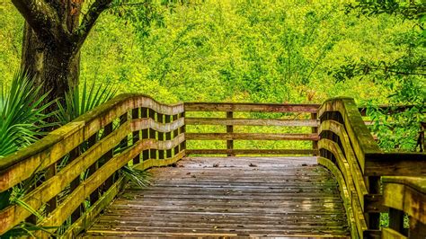 Wood Board Path Fence Bridge Green Trees Bushes Forest Nature