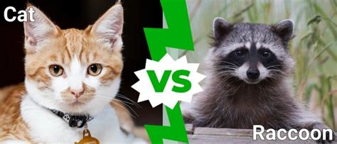 Cat Vs Raccoon Who Would Win In A Fight Imp World