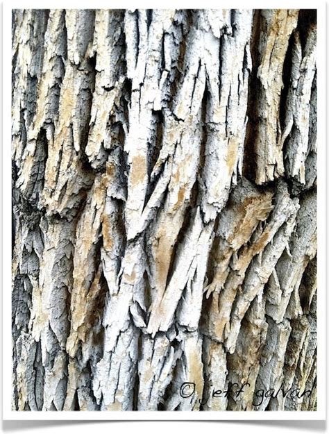 Green Ash Tree Bark Tree Bark Identification Provided By Boulder