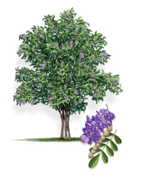 Texas Mountain Laurel  AustinTexas.gov