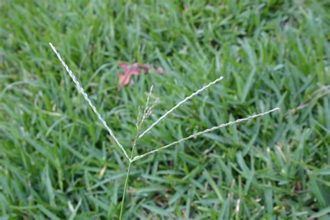Identifying Grass Weeds