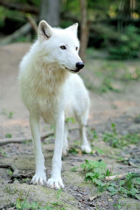 Arctic Wolf Puppy Royalty Free Stock Images Image 26116609