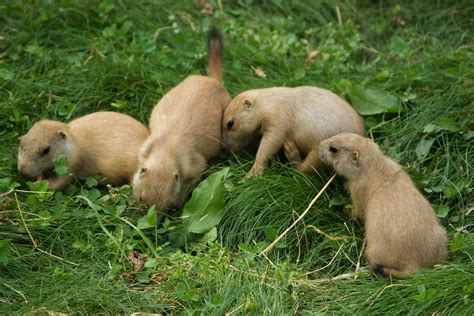 Free Picture Prairie Dog Pups
