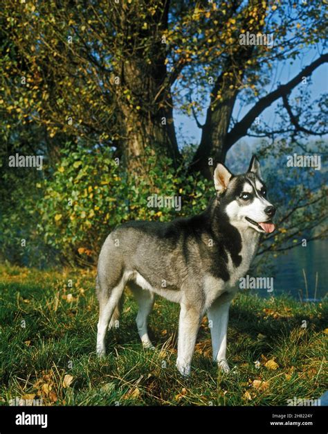 Siberian Husky Adult Stock Photo Alamy