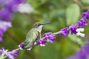 Top 10 Flowers To Attract Hummingbirds