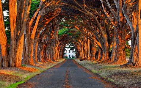 Tree Tunnel Hd Wallpaper Background Image 1920x1200 Id363234