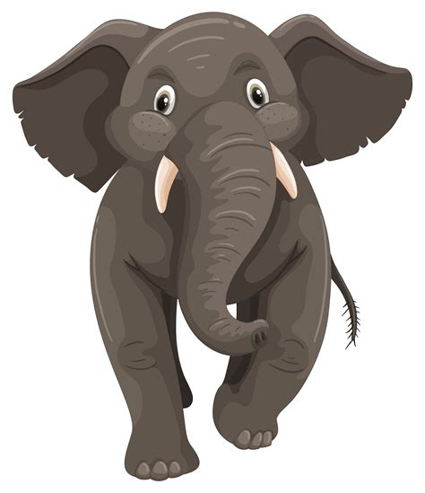 Wilder Elefant Auf Weißem Hintergrund Download Kostenlos Vector