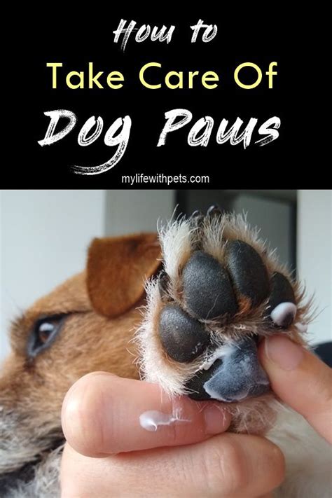 How To Properly Care For Your Dogs Paw Pads Dog Paw Pads Paw Care