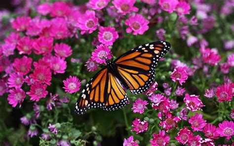 Magenta Butterfly Wallpapers Top Free Magenta Butterfly Backgrounds