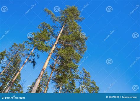 Tall Pine Trees Over Bright Blue Sky Background Stock Photo Image Of
