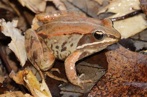 Wood Frog Rana Sylvatica Amphibians And Reptiles Of South Dakota