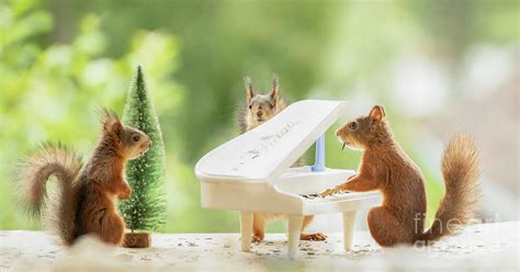 Red Squirrels Playing On A Piano Photograph By Geert Weggen Fine Art