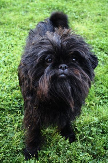 Affenpinscher Facts Pictures Price And Training Review