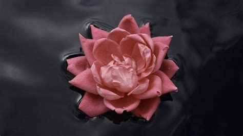 Pink Roses Water Nature Macro Flowers Rose Black