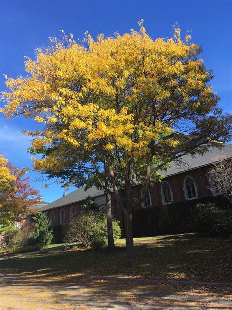 10 Thornless Honeylocust Gleditsia Triacanthos Inermis Honey Locust