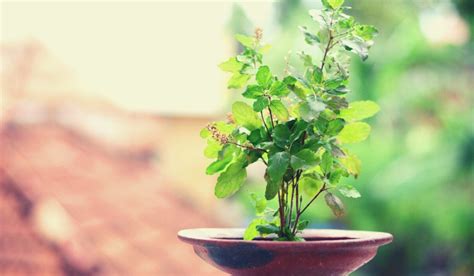 Tulsi Plant Cultural Significance And Ting Housing News