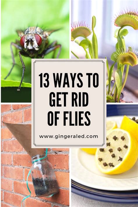 Ways To Get Rid Of Flies Gingeraled