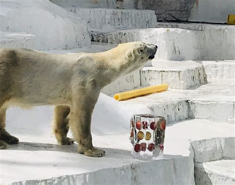 【大阪市天王寺区】大阪の夏の風物詩。今年は天王寺動物園でホッキョクグマに氷柱プレゼント 号外net 大阪市