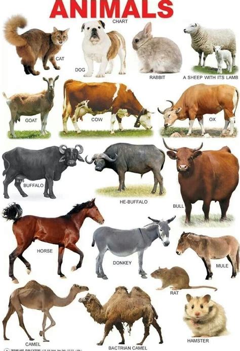 Terrestrial Animals Land Animals And Terrestrial Animals Chart