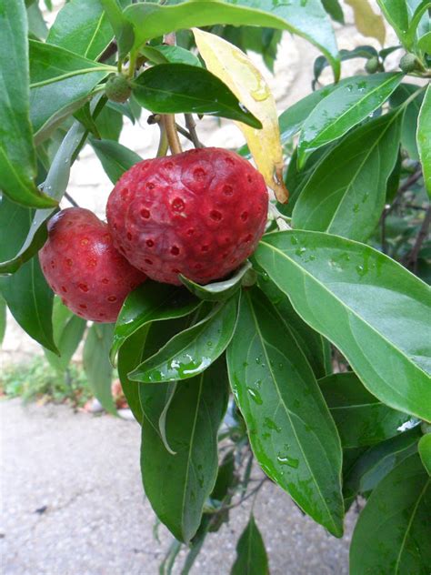 So we've compiled this list of unusual fruit and veg that are taking the cooking world by storm. Worcester College Gardeners 2009-2018: Unusual Fruit