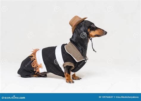 Cute Profile Dachshund Dog With Cowboy Costume And Western Hat Isolated