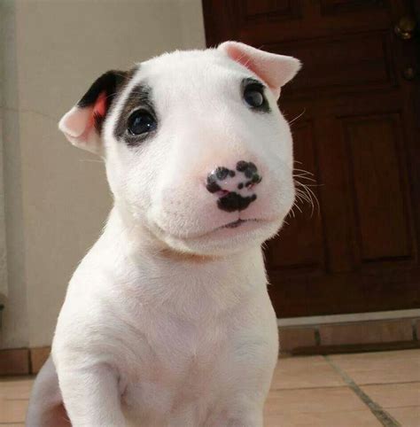 31 Images And Information Of Terrier Bull Terrier Puppy Dog Pictures
