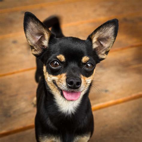 Chipin Dog Breed » Everything About Min Pin Chihuahua Mixes