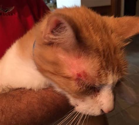 Flea allergy dermatitis (fad) is one of the most common allergic skin diseases of cats, especially in areas where fleas are endemic. The Successful Treatment of Feline Miliary Dermatitis ...