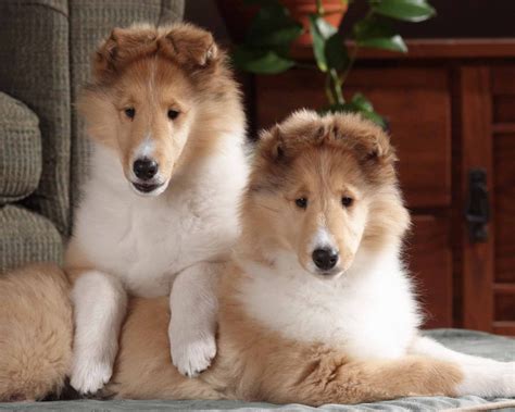 Collie Dog Breed Colley Colley Puppies Colley Raza Perritos Bebes
