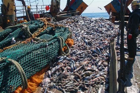 New Zealand Fishery Catch Estimated At 27 Times More Than Reported