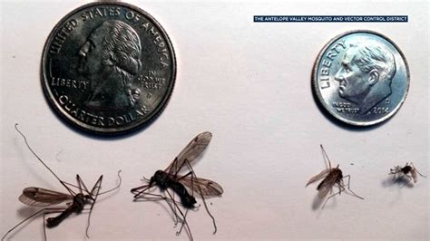 Giant Mosquitoes On The Rise In Parts Of Socal But Theyre Not