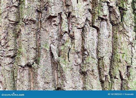 Cracked Bark On Mature Trunk Of Oak Tree Close Up Stock Image Image