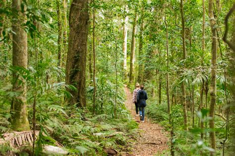 Wallpaper Trees Nature Plants Photography Green Canon