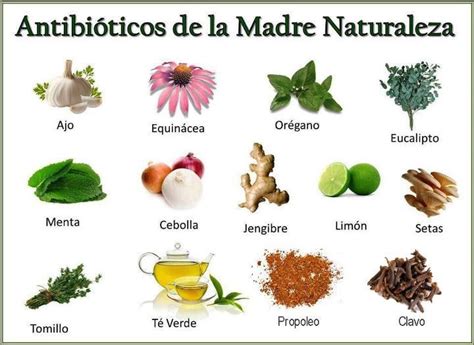 50 Plantas Medicinales Para Cultivar Y Para Qué Sirven