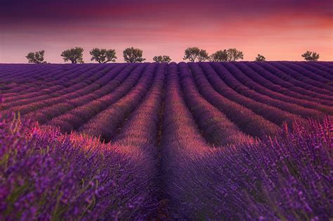 2048x1365 Nature Field Lavender Purple Flower Summer Wallpaper
