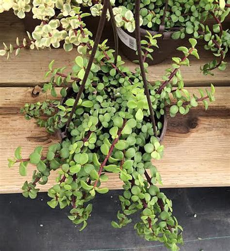 Buy artificial fern hanging bush at blooming artificial. Succulent Plant. Mature Elephant Bush. Beautiful jade green
