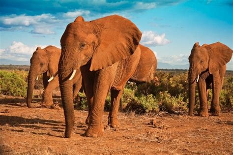 21 Amazing Elephant Facts African Elephant Facts Discover Wildlife
