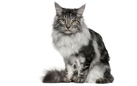 Maine coons are large, intelligent, affectionate pets who love their people. 5 Of The Most Popular Cat Breeds Around The World - CatTime