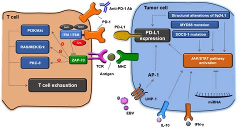 Pd 1 Pd L1 Pathway