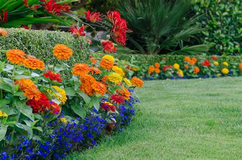 Annual Shade Plants 15 Beautiful Shade Annual Plants For Your Yard