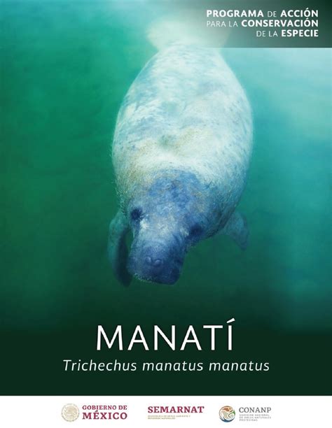 manaˈti, manatee) is a city and municipality of puerto rico on the northern coast, north of morovis and ciales; Programa de Acción para la Conservación de la Especie ...