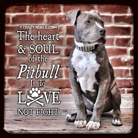 869 Best Pits Are Sweethearts Love A Pitbull Pit Bull Love Images